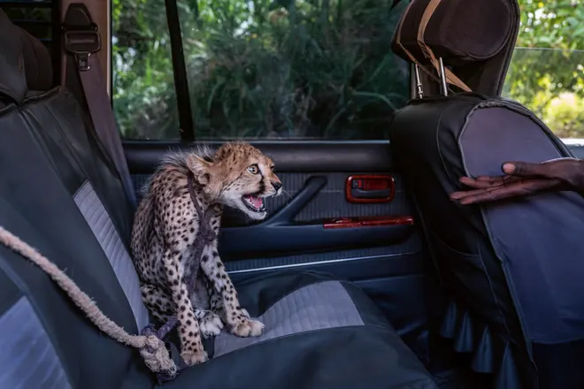 small cheetah in back seat of car